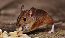 24 Hour & Emergency Exterminators in Patriot, OH